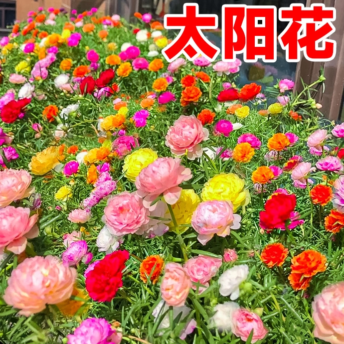 太阳花种孑重瓣籽多季开格