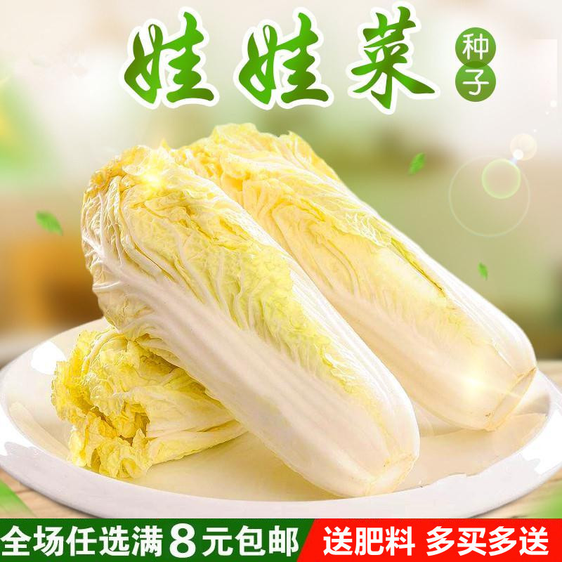 娃娃菜种子上汤小型白菜黄心白菜春季阳台四季蔬菜种子四季播