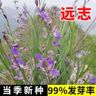 远志种子抽芯远志苗材非野生远志种籽特级500g克可做茶