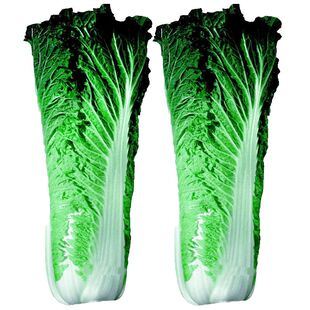 老品种高产优质千年古菜大白菜种子玉田包尖大白菜种子大白菜好吃