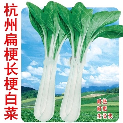 扁梗长白菜种子大高小做腌用