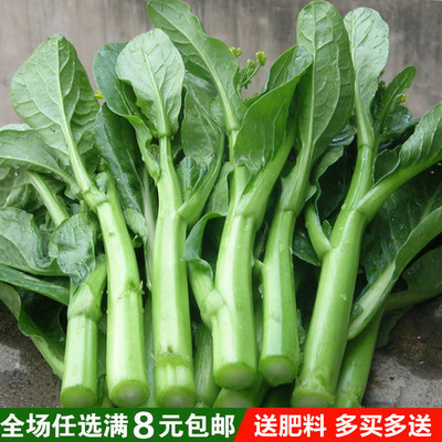 四季菜心四九菜心 菜芯 菜薹 蔬菜种子夏季播种 四季种盆栽菜苔