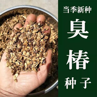 新采臭椿树林木种子红油香椿种子臭椿种子乔木护坡灌木造林树苗籽