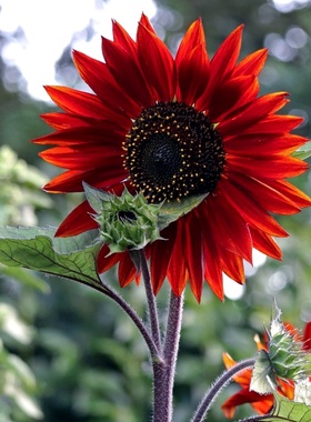 鸿运向日葵种子观赏葵花籽种春播红色向日葵多头泰迪熊向日葵切花