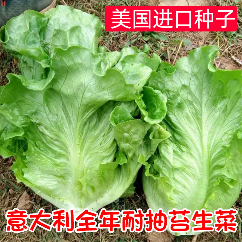 意大利抽苔生菜种子四季春