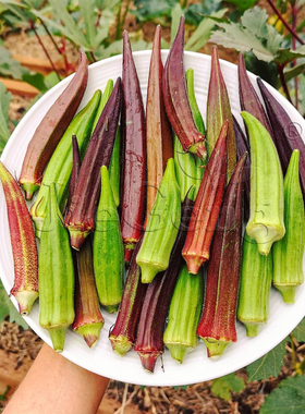 秋葵种子 羊角菜 秋葵 夏季蔬菜  特菜营养蔬菜种籽 植物种子Okra