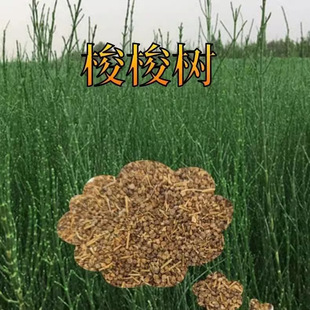 新种梭梭树种子批发盐木琐梭梭种子治沙先锋梭梭树籽