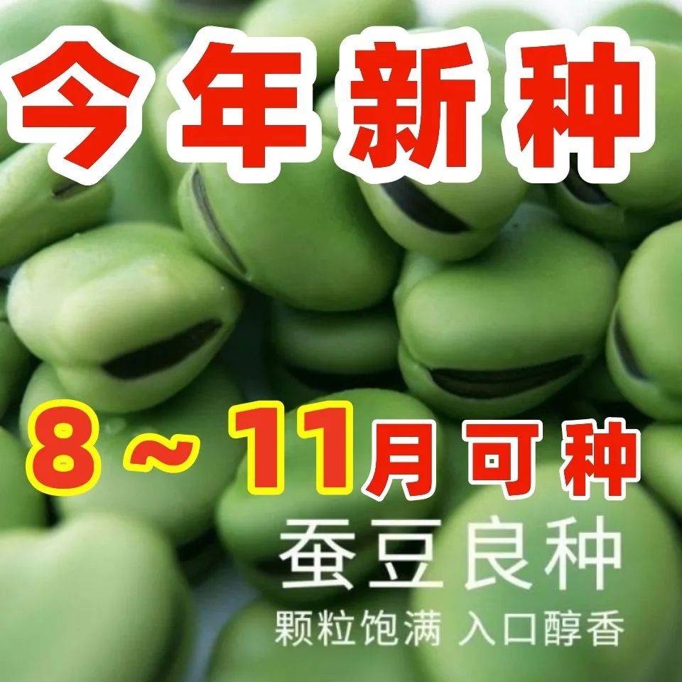 特大糯米蚕豆种高产北斗七