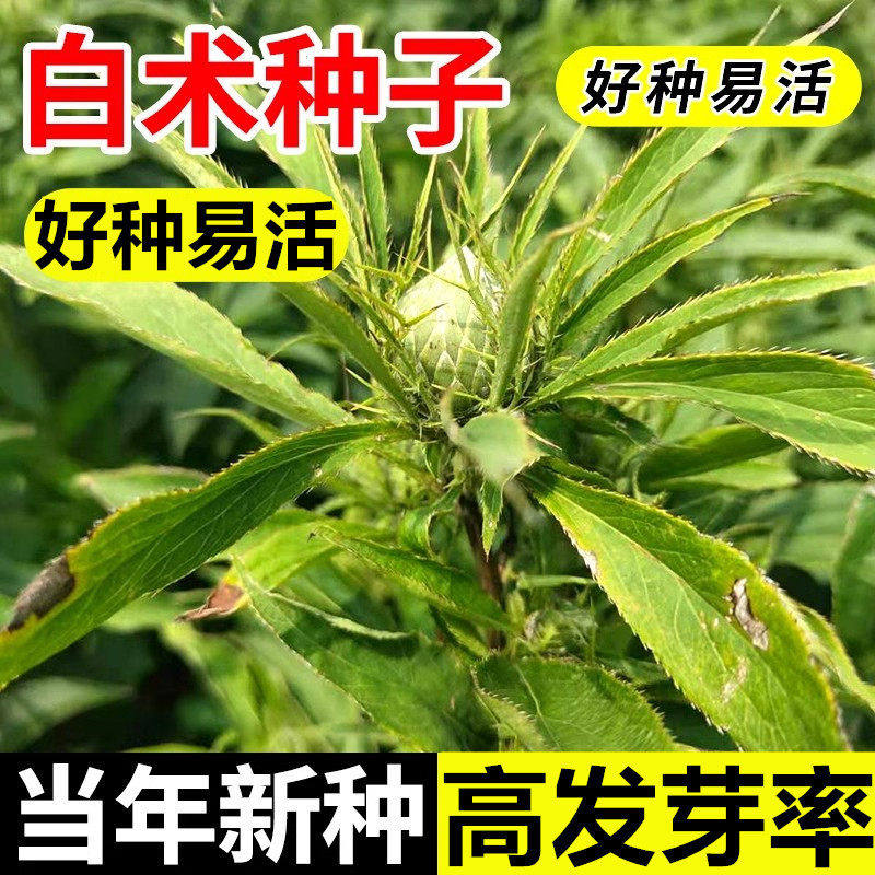 白术种子中药材种植 改良种籽药材白术种子籽产量高 春季播种新产
