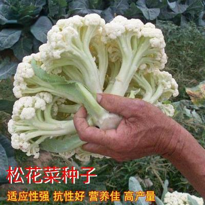 松花菜种子白散青梗椰籽农