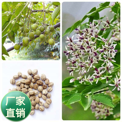 苦楝树种子苦栋树种子籽