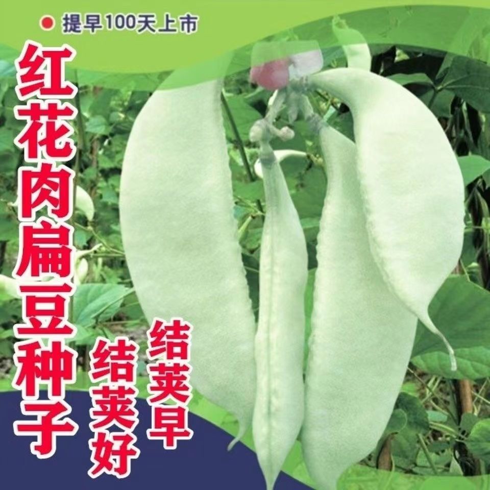早熟红花肉扁豆种子青白蛾眉豆角架豆籽爬藤春夏秋四季高产蔬菜籽