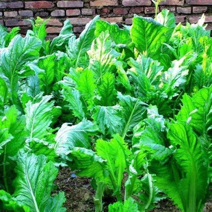 甜芥菜种子花边大肉芥菜青菜蔬菜种子叶子菜四季播花叶芥易种