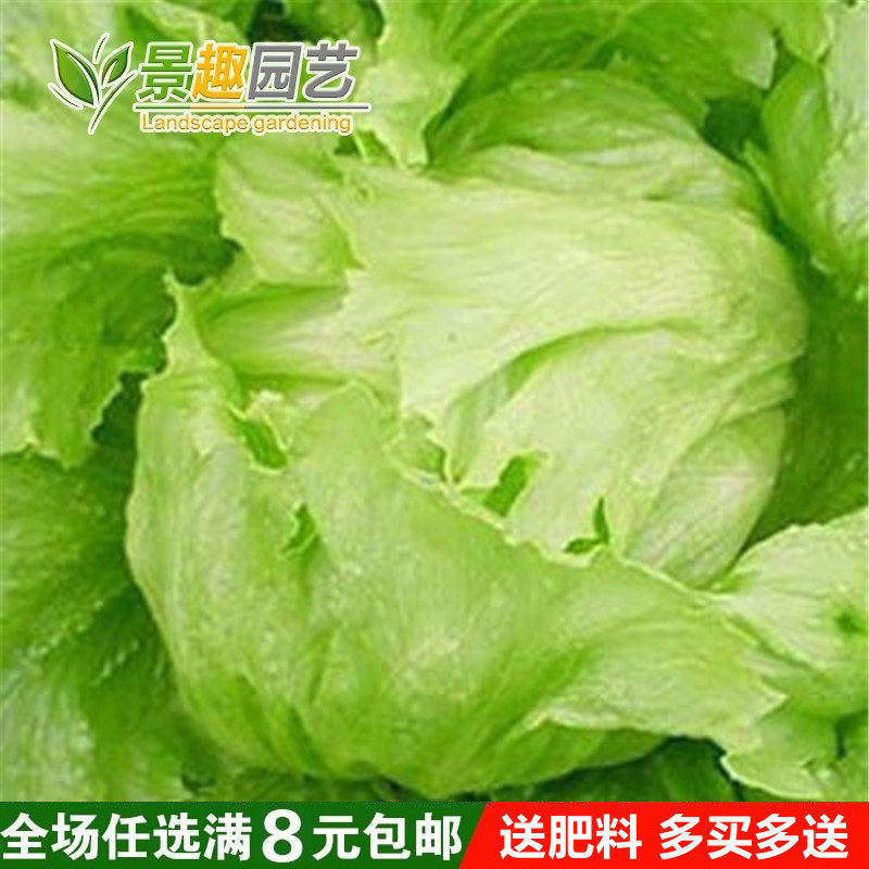 结球生菜种子阳台庭院田园种菜蔬菜美国盆栽菜种庭院种植菜籽易种