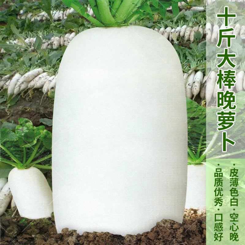 十斤大棒晚萝卜种籽夏秋冬