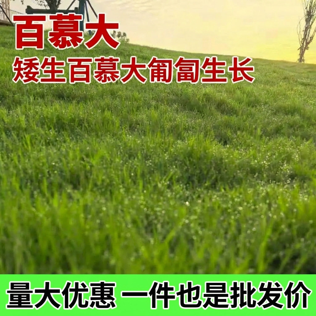 四季常青耐践踏百慕大草籽足球场绿化草坪种子矮生草皮草种