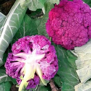 紫色花椰菜种子彩色花菜晚熟四季阳台盆栽蔬菜高产菜花西兰花籽