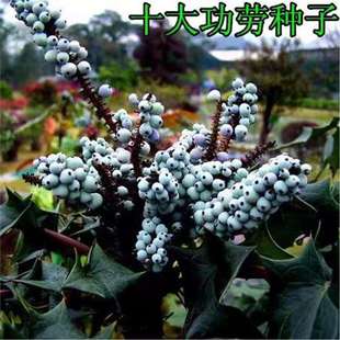 十大功劳 老鼠刺八角刺黄天竹土黄柏土黄连 绿篱 十大功劳种子