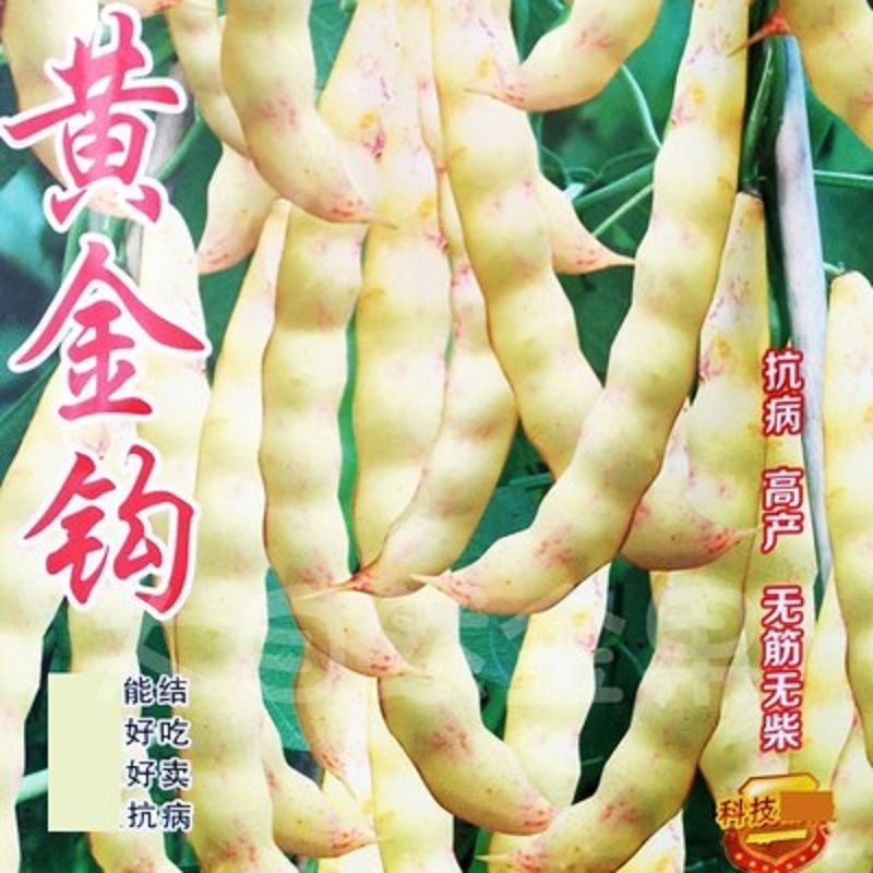 黄金钩油豆种子春秋两季角