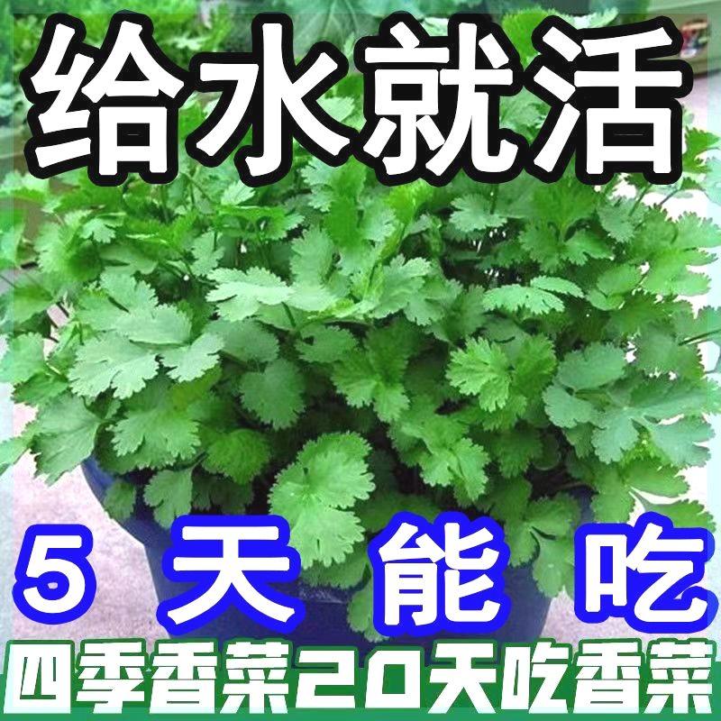 香菜种子蔬菜种子大全农家盆栽香菜新鲜四季蔬菜种子室内种植种籽,鲜花速递/花卉仿真/绿植园艺,家庭园艺种子,淘宝优惠券,粉丝福利购,淘宝优惠卷