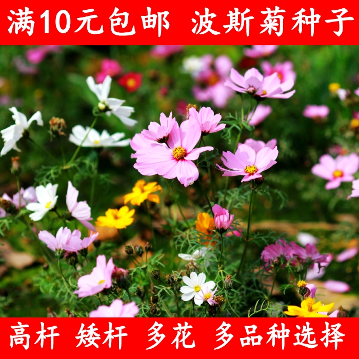 四季高杆矮秆波斯菊种子格