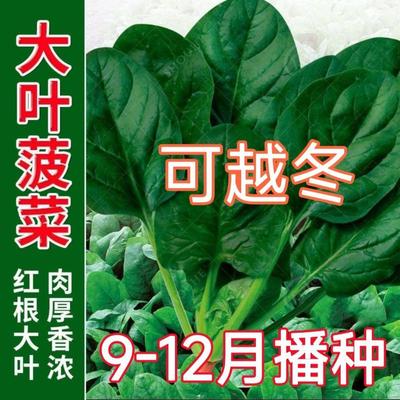 【可越冬】菠菜种子速生大