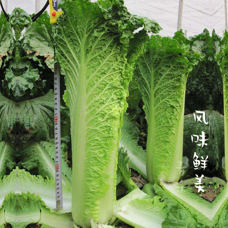 天津绿青口大白菜种子籽麻叶