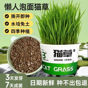 网红懒人泡面猫草自种盆栽种植猫草杯猫草种子水培猫零食品猫麦子