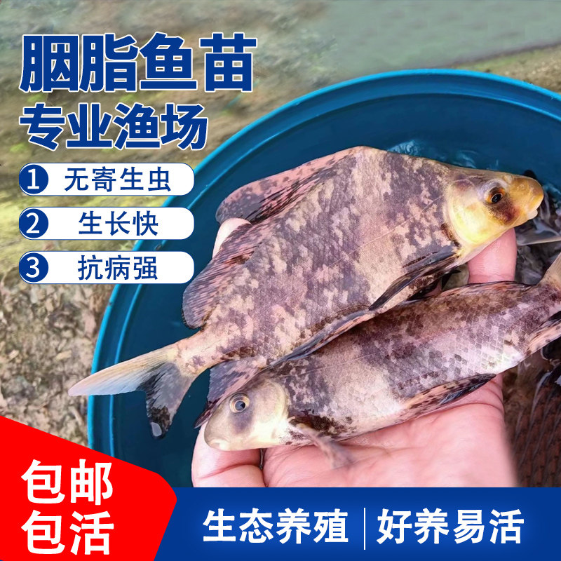 胭脂鱼苗淡水鱼活体易养殖食用观赏鱼池底清道夫冷水鱼专用饲料鱼