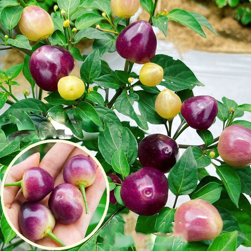 五彩椒种籽广西特产珍珠盆栽