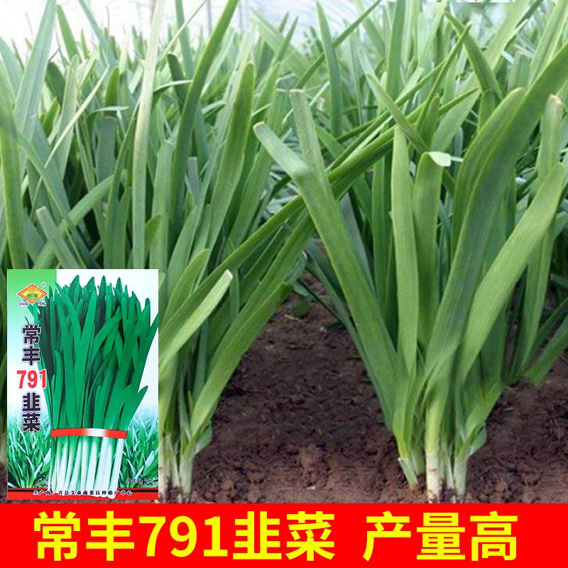 791宽叶韭菜种子雪韭菜籽根四季不休眠阳台盆栽种植耐热寒蔬菜种-封面