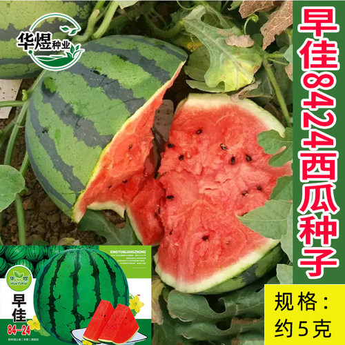 早佳8424高产西瓜种子冰糖麒麟