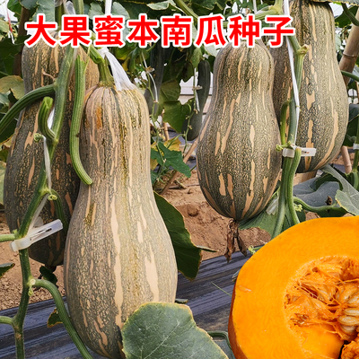 大果蜜本南瓜种子早熟甜面可口