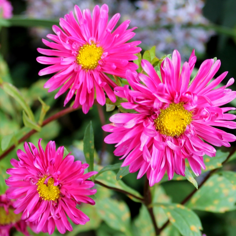 多彩翠菊四季阳台庭院易活翠菊
