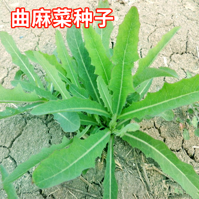 曲麻菜种子苦麻菜苦麦菜苣荬菜春秋野菜种籽阳台盆栽田园蔬菜种孑