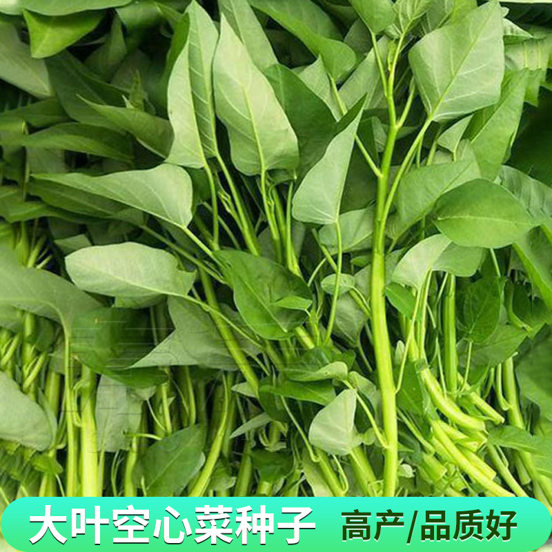 大叶空心菜种子四季盆栽蔬菜种孑水菜籽雍菜藤藤菜南方水上菜籽种_虎窝淘