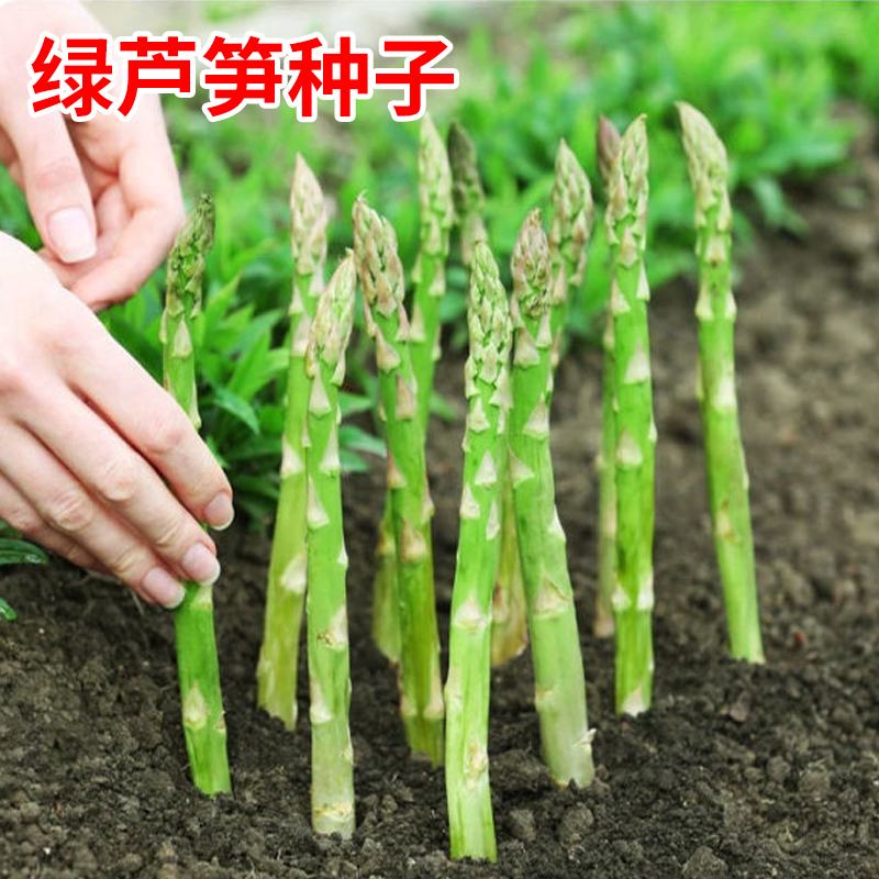 绿芦笋龙须菜种子嫩芦笋根茎种籽春秋农家田园庭院高营养蔬菜种孑
