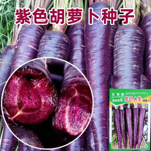 紫色胡萝卜种子水果菜籽阳台四季