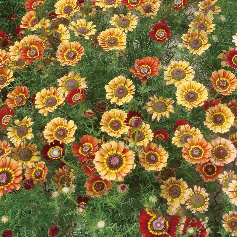 耐旱花草种子组合易活花种子套餐四季庭院阳台盆栽花卉种籽花籽种