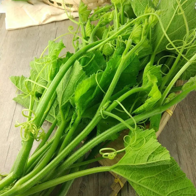 好吃南瓜尖种籽南瓜苗种子家庭阳台藤茎嫩叶四季秋季播特色蔬菜孑