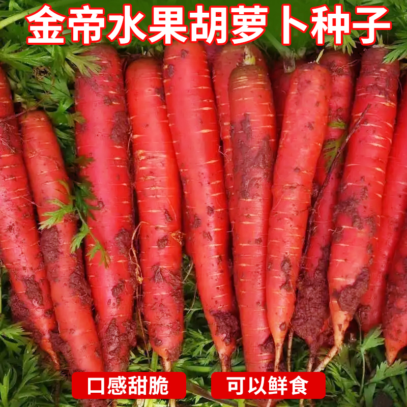 金帝水果胡萝卜种子农家胡萝卜