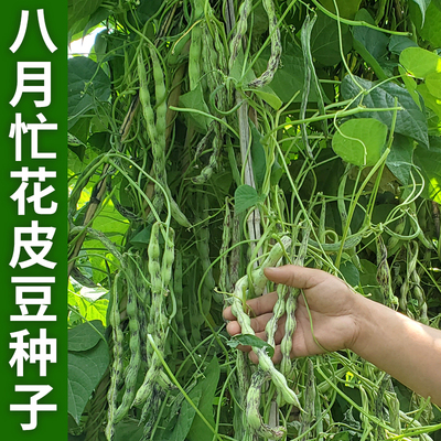 八月忙花皮豆角种子无筋架豆