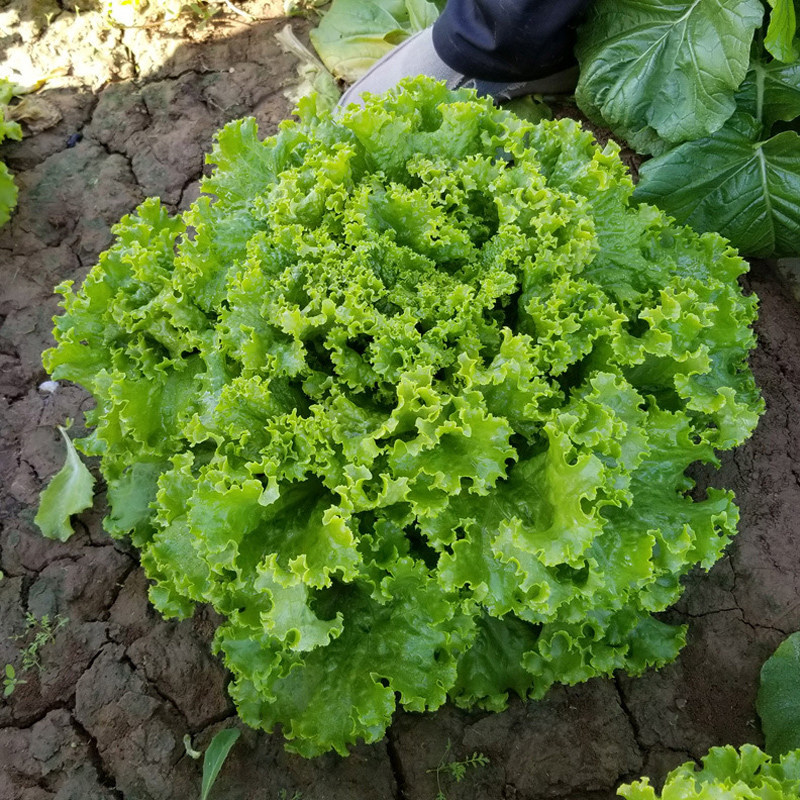美国大速生菜种子阳台四季播盆栽秋冬季蔬菜籽 沙拉散叶大速生菜