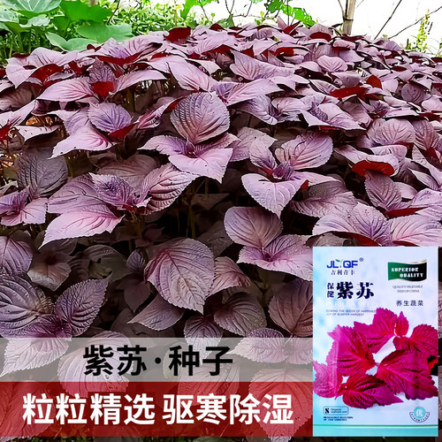 秋季四季种植紫苏种子盆栽可食用