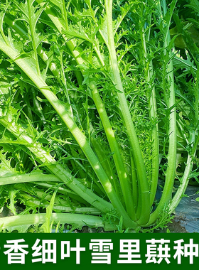 清香细叶雪里蕻种子雪里红排菜京水菜种籽秋播青菜农家菜园蔬菜孑