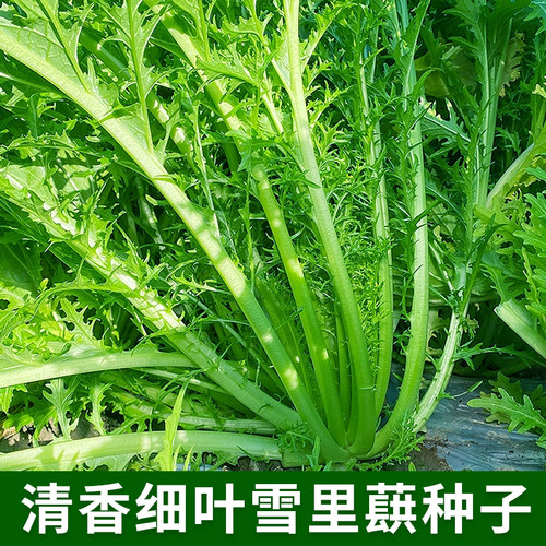 清香细叶雪里蕻种子排菜京水菜