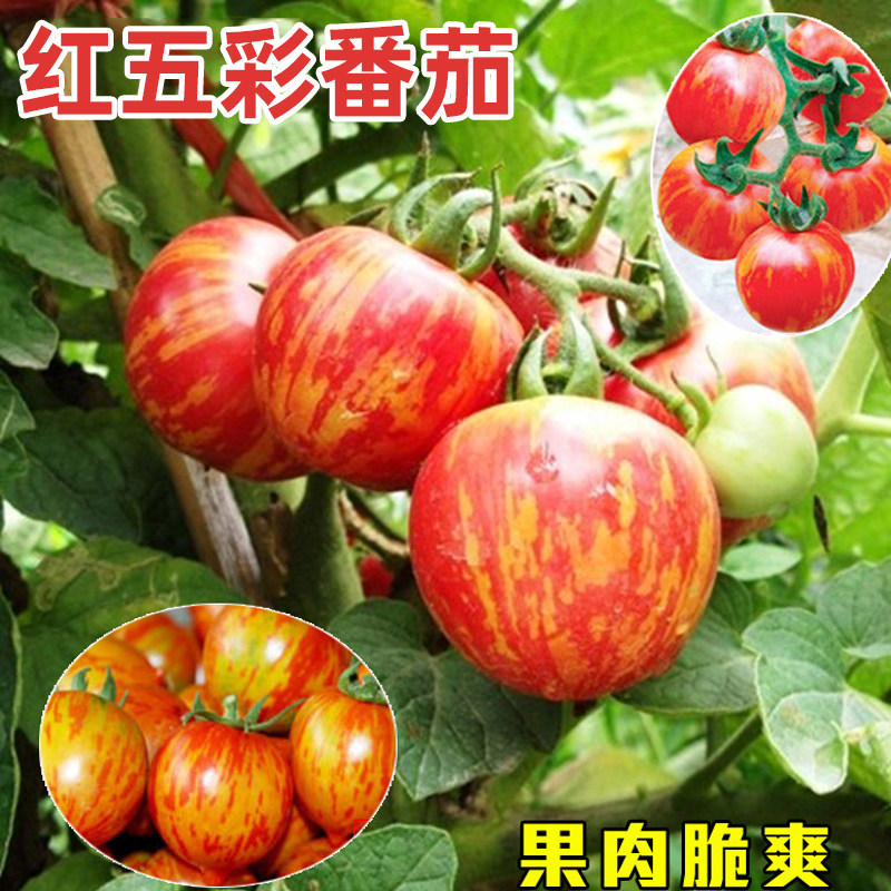 花绣球番茄种子无限生长红黄相间盆栽五彩鸡尾酒番茄种子盆栽番茄