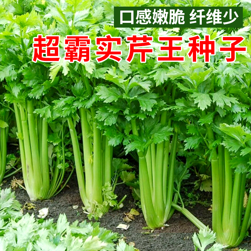 超霸实芹王种子实心纤维少大芹菜