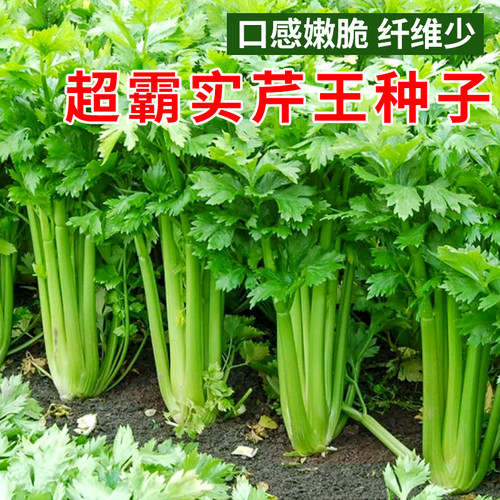 超霸实芹王种子实心纤维少大芹菜