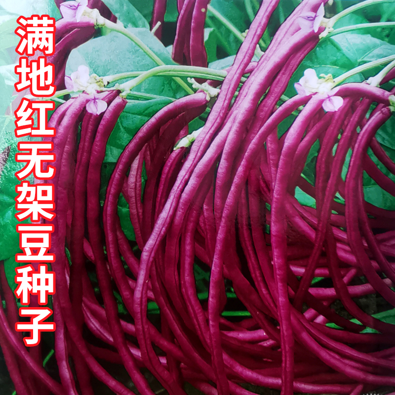 满地红无架豆种子不搭架红豇豆籽